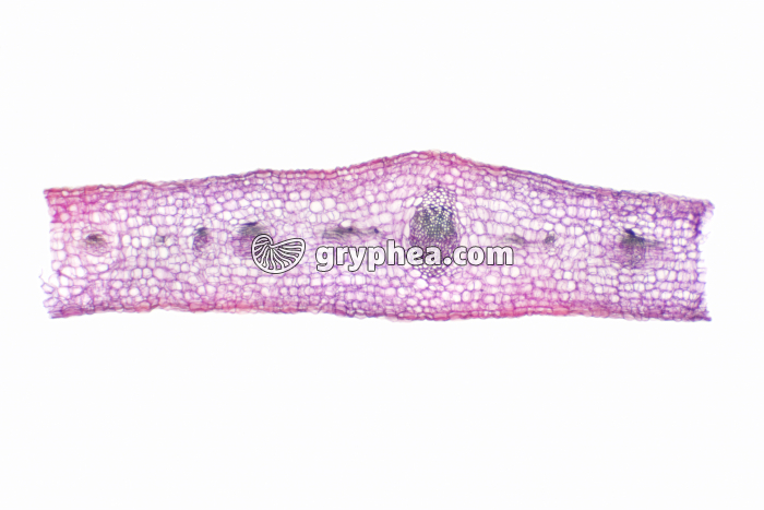 Feuille de Gui CT x10 - gryphea.com